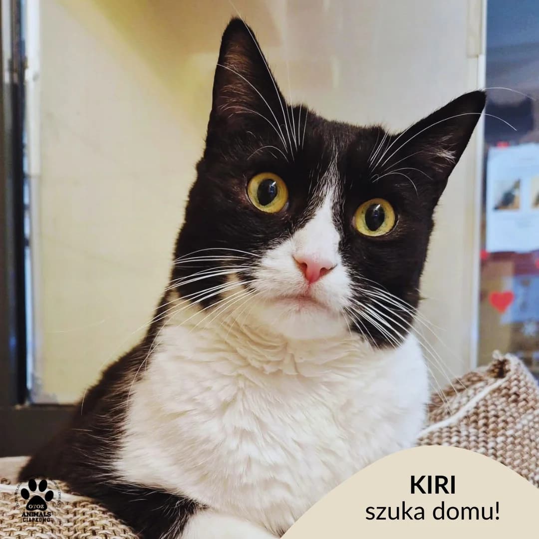 Kiri, female 3yo Mixed Breed for adoption at Schronisko Ciapkowo Gdynia