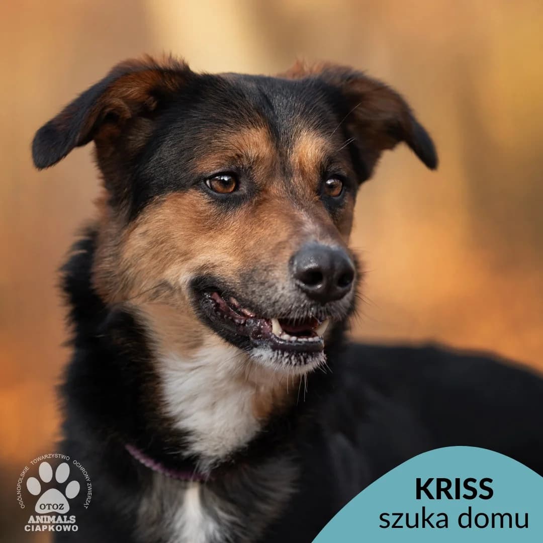 Kriss,  (Schronisko Ciapkowo Gdynia)
