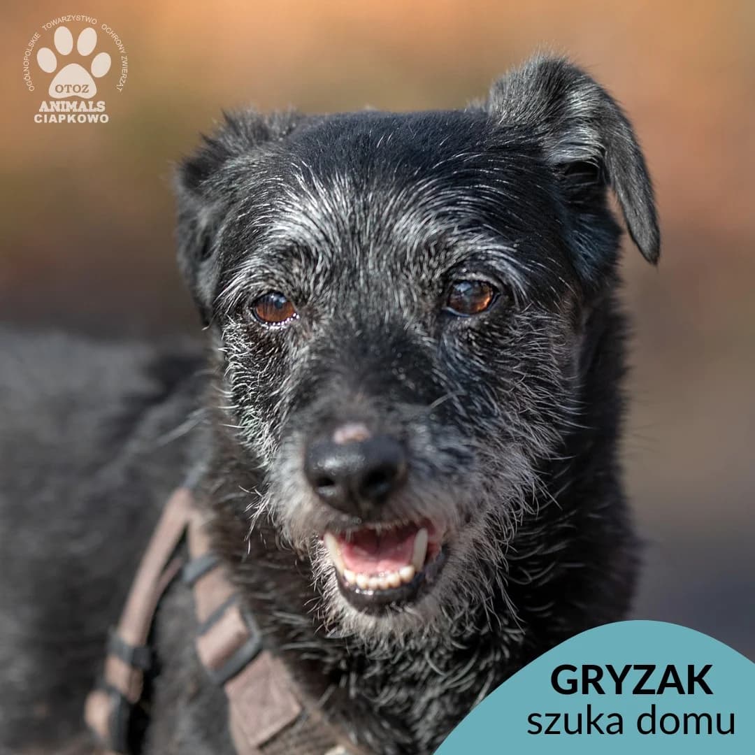 Gryzak,  (Schronisko Ciapkowo Gdynia)
