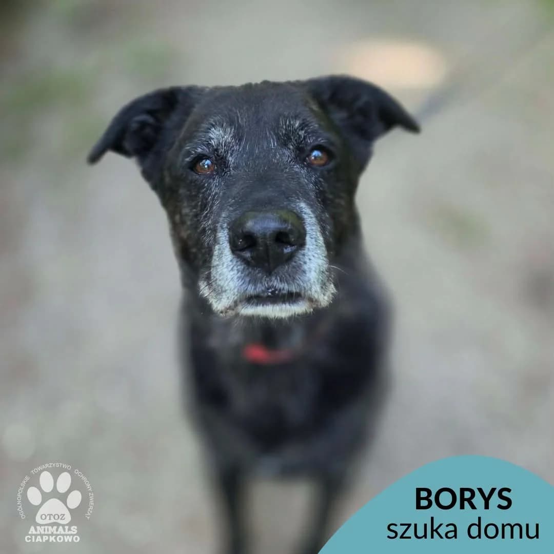 Borys,  (Schronisko Ciapkowo Gdynia)