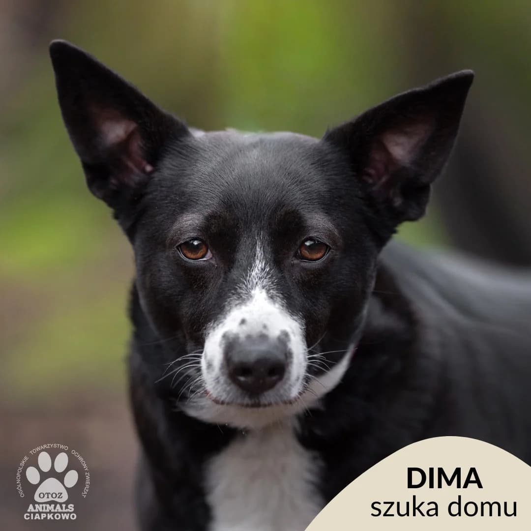 Dima,  (Schronisko Ciapkowo Gdynia)