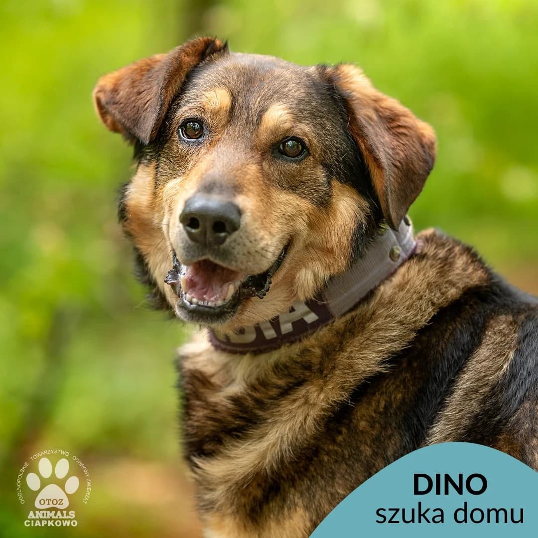 Dino,  (Schronisko Ciapkowo Gdynia)