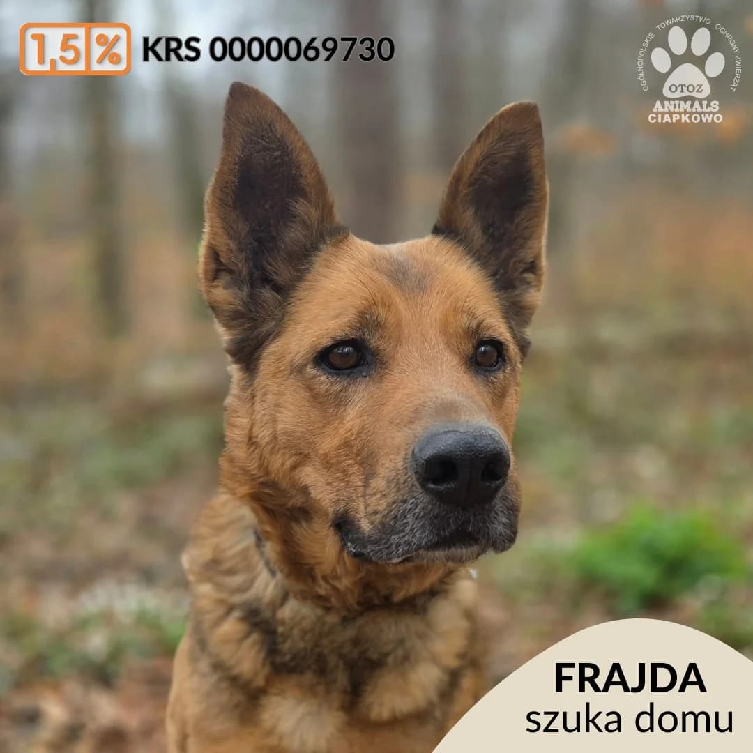 Frajda,  (Schronisko Ciapkowo Gdynia)