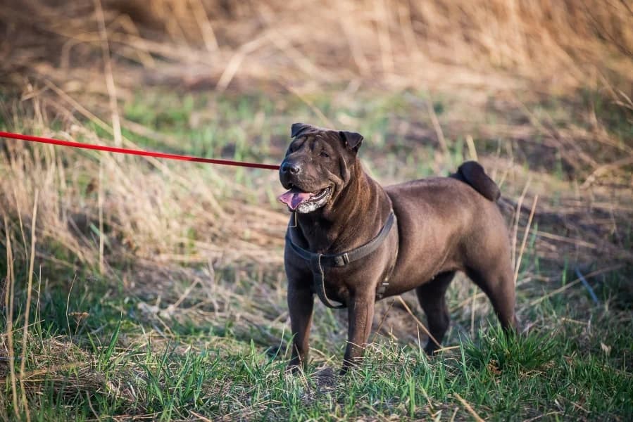 KUFA, female senior Mixed Breed for adoption at Dog Rescue Poland, Warsaw
