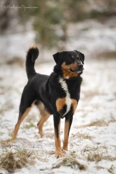 azorek, male 5yo Mixed Breed for adoption at Dog Rescue Poland, Warsaw