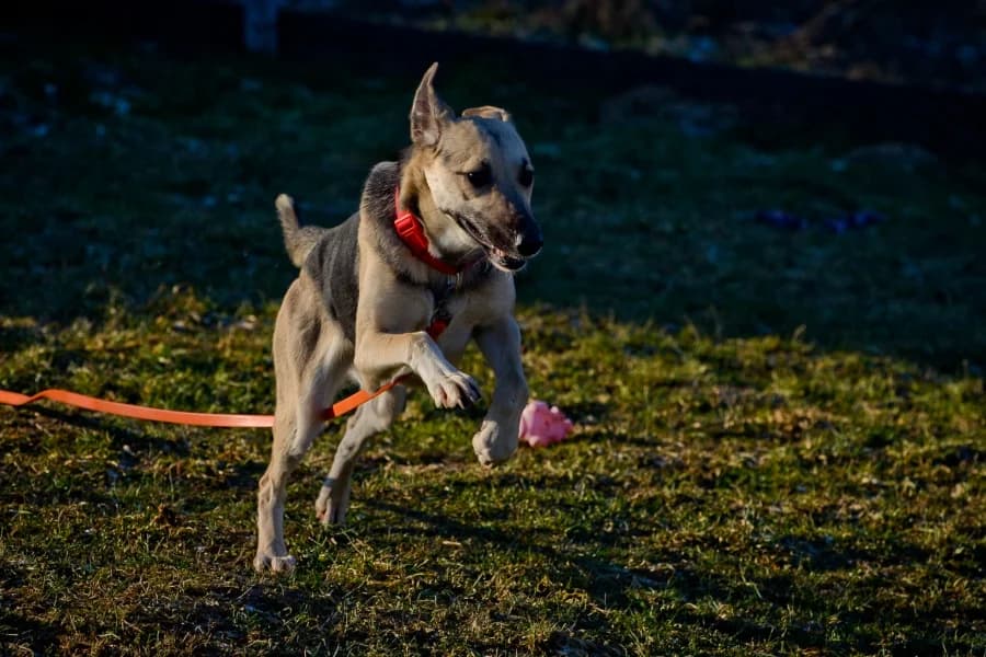 Finka, female 6yo Mixed Breed for adoption at Dog Rescue Poland, Warsaw
