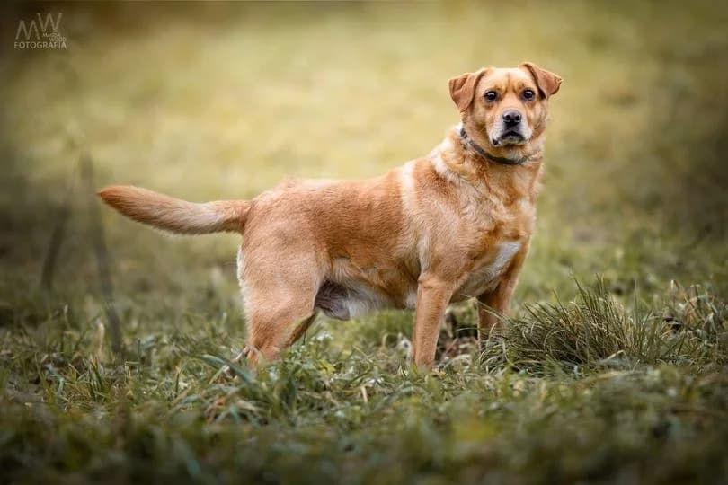 tofik, male senior Mixed Breed for adoption at Dog Rescue Poland, Warsaw