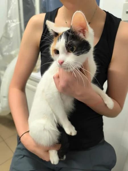 Matrioszka, female 4yo Mixed Breed for adoption at Dog Rescue Poland, Warsaw