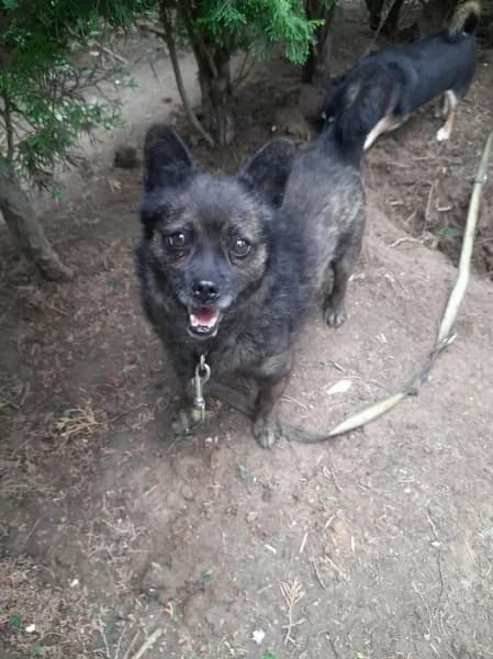 MAPPET, male senior Mixed Breed for adoption at Dog Rescue Poland, Warsaw