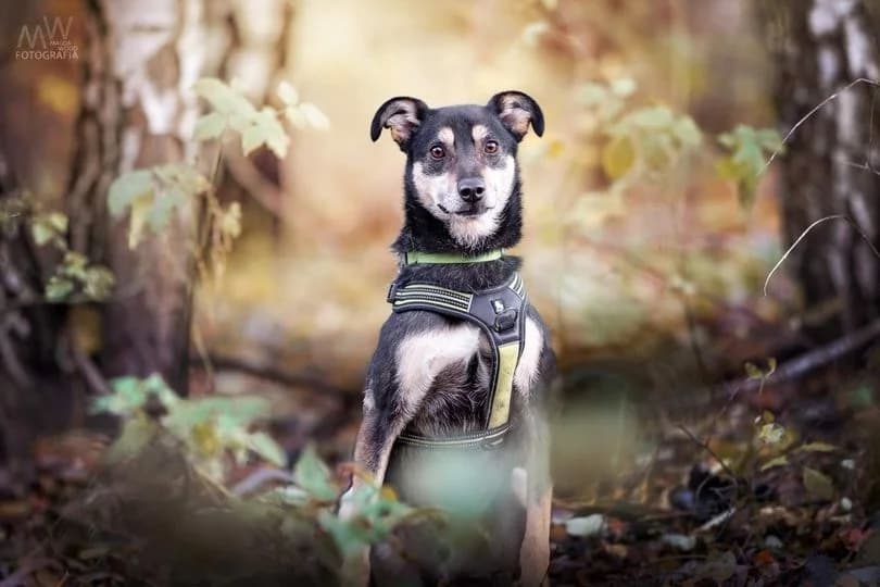 KOSTEK vel BUREK OGÓREK, male 7yo Mixed Breed for adoption at Dog Rescue Poland, Warsaw