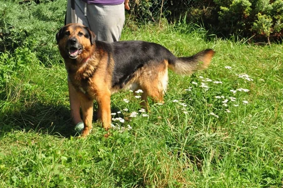 BANDZIOSZEK, male senior Mixed Breed for adoption at Dog Rescue Poland, Warsaw
