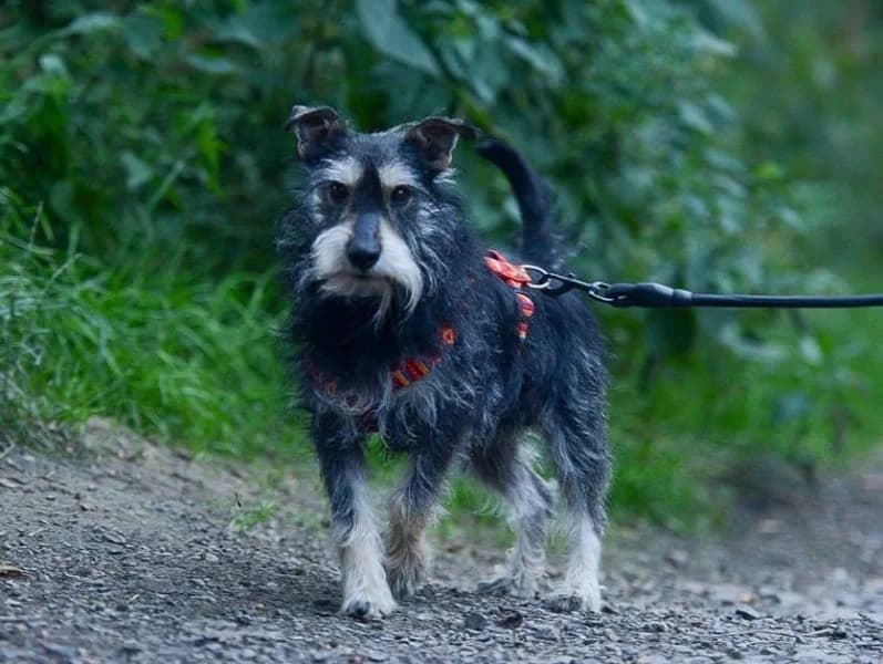 ODI, male senior Mixed Breed for adoption at Dog Rescue Poland, Warsaw