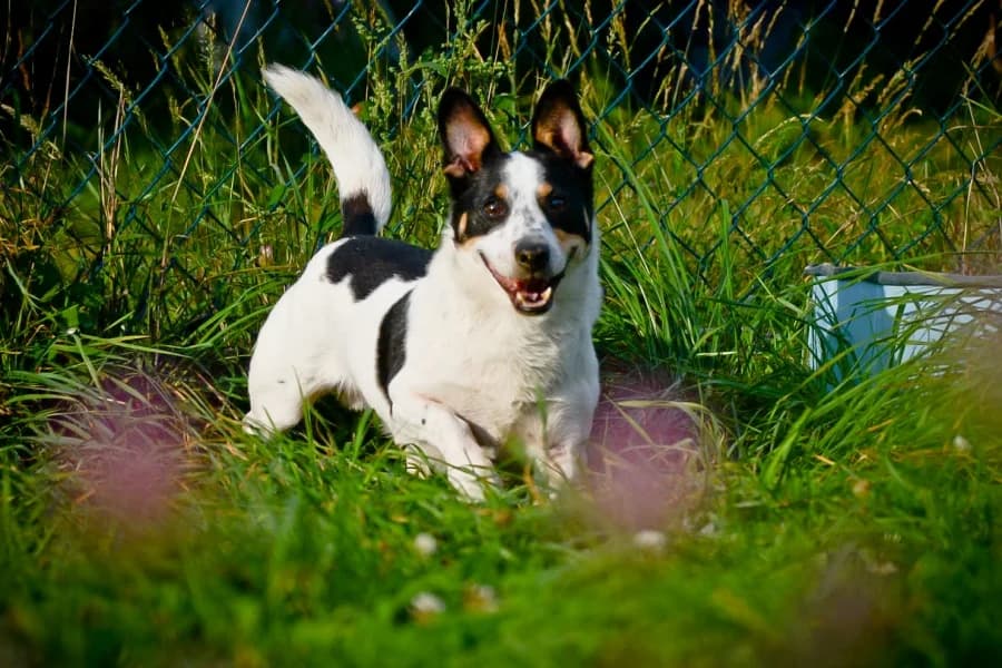 Łaciatek, male senior Mixed Breed for adoption at Dog Rescue Poland, Warsaw