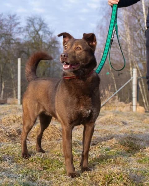 KODA, female 5yo Mixed Breed for adoption at Dog Rescue Poland, Warsaw