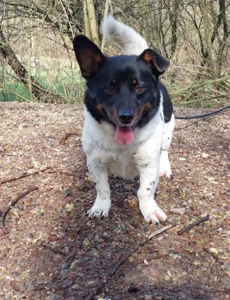 Wirażka, male 6yo Mixed Breed for adoption at Dog Rescue Poland, Warsaw
