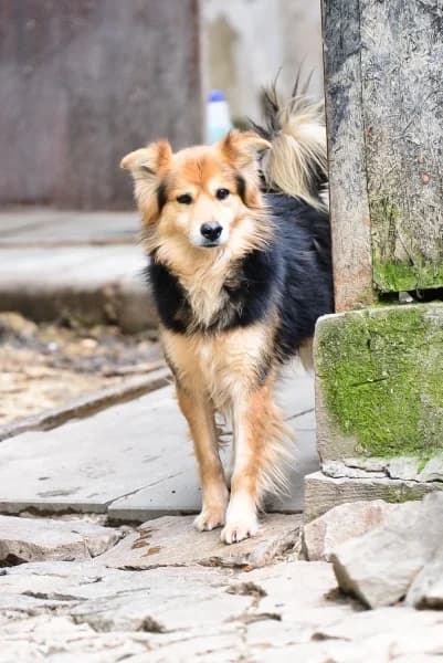 Rumcajs czyli Burek, male 7yo Mixed Breed for adoption at Dog Rescue Poland, Warsaw