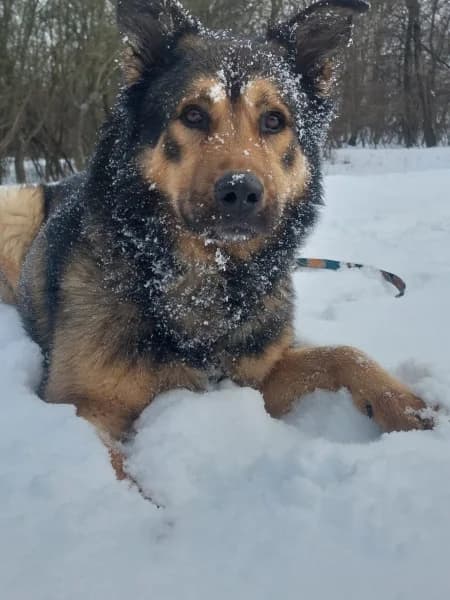 Vanko, male 7yo Mixed Breed for adoption at Dog Rescue Poland, Warsaw