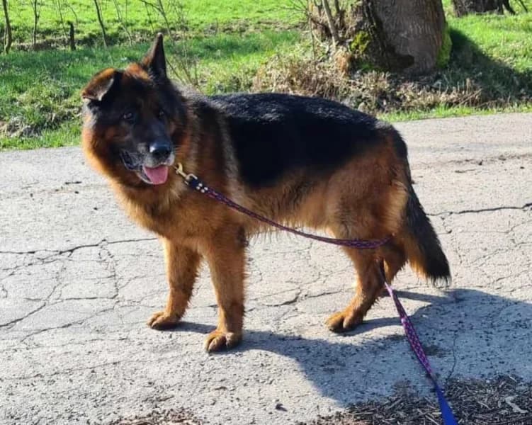 Odys, male senior Mixed Breed for adoption at Dog Rescue Poland, Warsaw