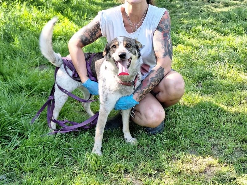 KLOCEK,  Mixed Breed for adoption at Dog Rescue Poland, Warsaw