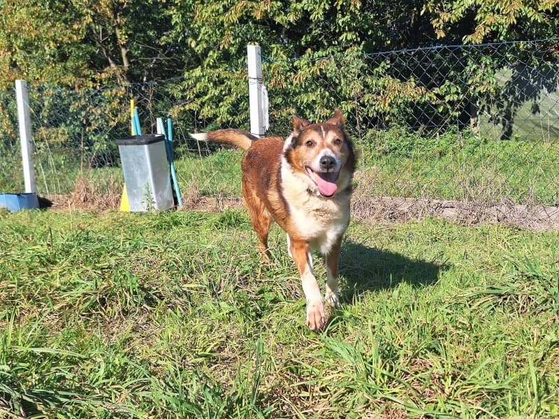 Bray, male senior Mixed Breed for adoption at Dog Rescue Poland, Warsaw