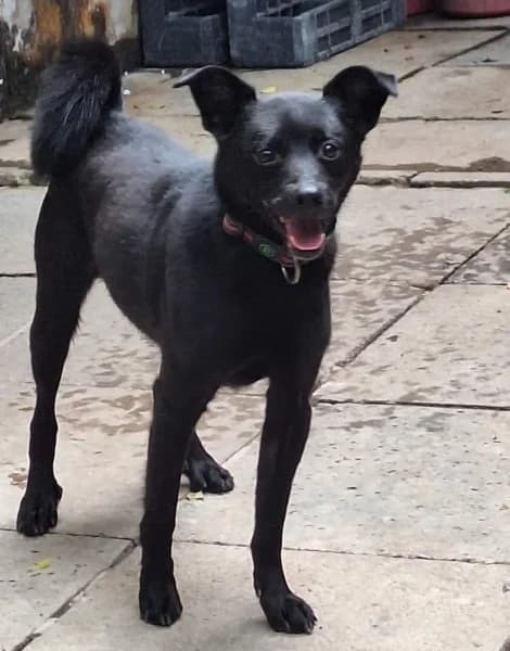 Bzik,  Mixed Breed for adoption at Dog Rescue Poland, Warsaw