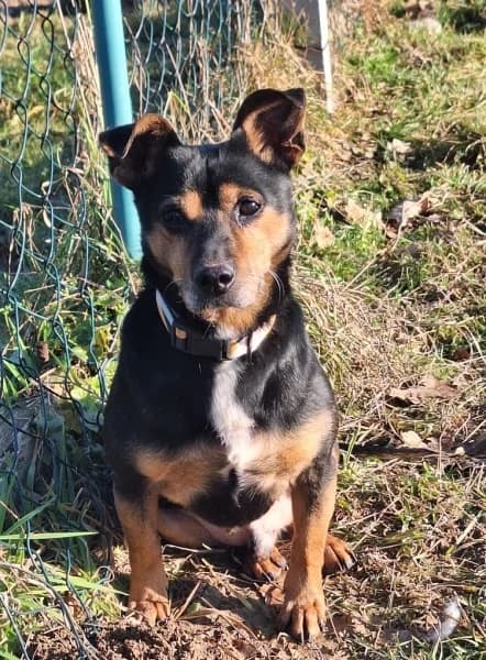 KAJTEK,  senior Mixed Breed for adoption at Dog Rescue Poland, Warsaw