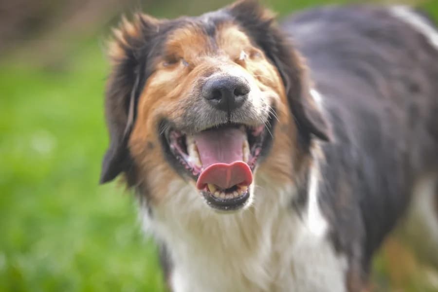 stryjek,  Mixed Breed for adoption at Dog Rescue Poland, Warsaw