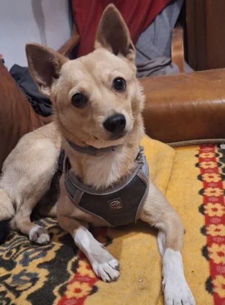 iwi,  Mixed Breed for adoption at Dog Rescue Poland, Warsaw