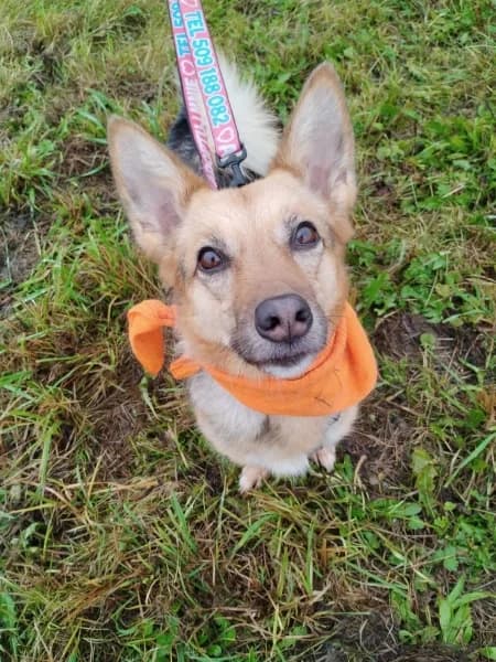 mireczka,  Mixed Breed for adoption at Dog Rescue Poland, Warsaw