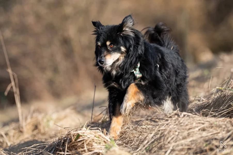 Dżejdżej, male senior Mixed Breed for adoption at Dog Rescue Poland, Warsaw