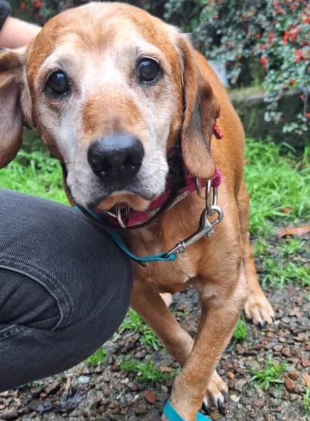 Czarek, male senior Mixed Breed for adoption at Dog Rescue Poland, Warsaw