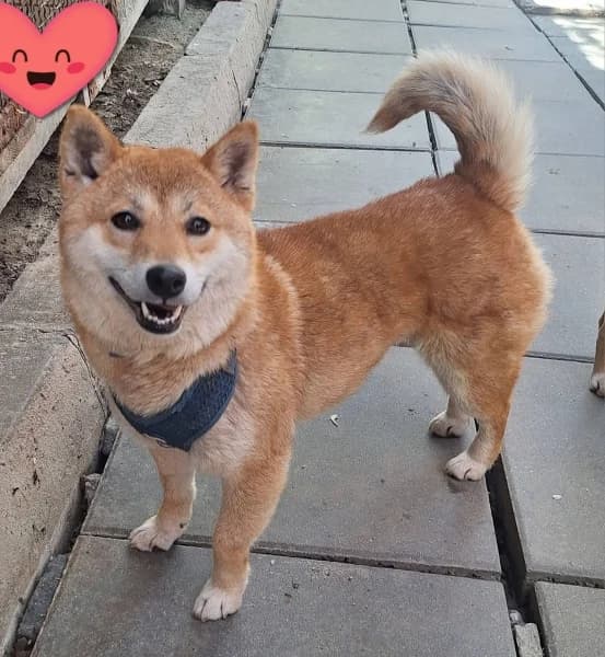 Szisza, female 5yo Mixed Breed for adoption at Dog Rescue Poland, Warsaw