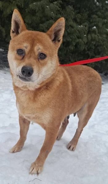 Szybka, female 7yo Mixed Breed for adoption at Dog Rescue Poland, Warsaw