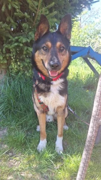 Velvet,  young Mixed Breed for adoption at Dog Rescue Poland, Warsaw
