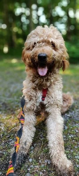 Fudżi, male young Mixed Breed for adoption at Dog Rescue Poland, Warsaw