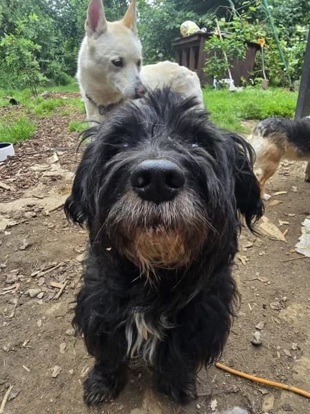 Ringo, male 6yo Mixed Breed for adoption at Dog Rescue Poland, Warsaw
