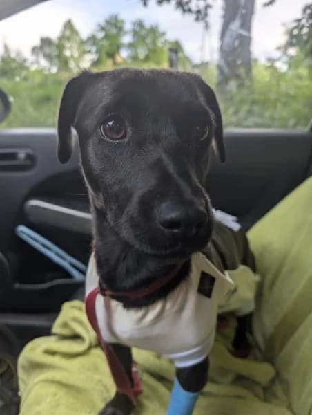Guma, female young Mixed Breed for adoption at Dog Rescue Poland, Warsaw