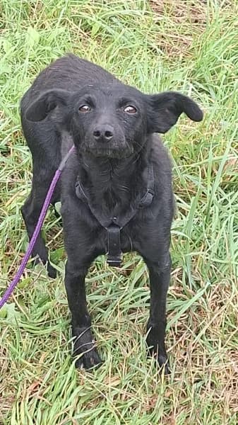Kofinka, female 4yo Mixed Breed for adoption at Dog Rescue Poland, Warsaw