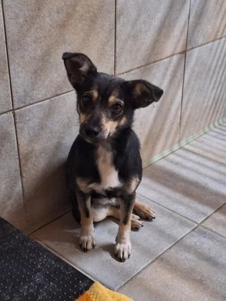 Tycia, female young Mixed Breed for adoption at Dog Rescue Poland, Warsaw