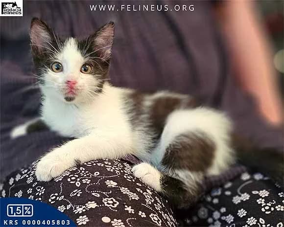 Insignia,  young Mixed Breed for adoption at Fundacja Felineus Rzeszów, Rzeszów