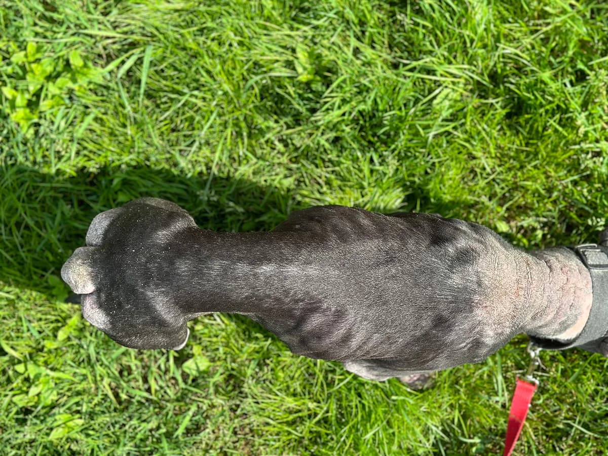 MIA, female senior American Staffordshire Terrier for adoption at Fundacja AST (Adoptuj Staffa i Teriera)