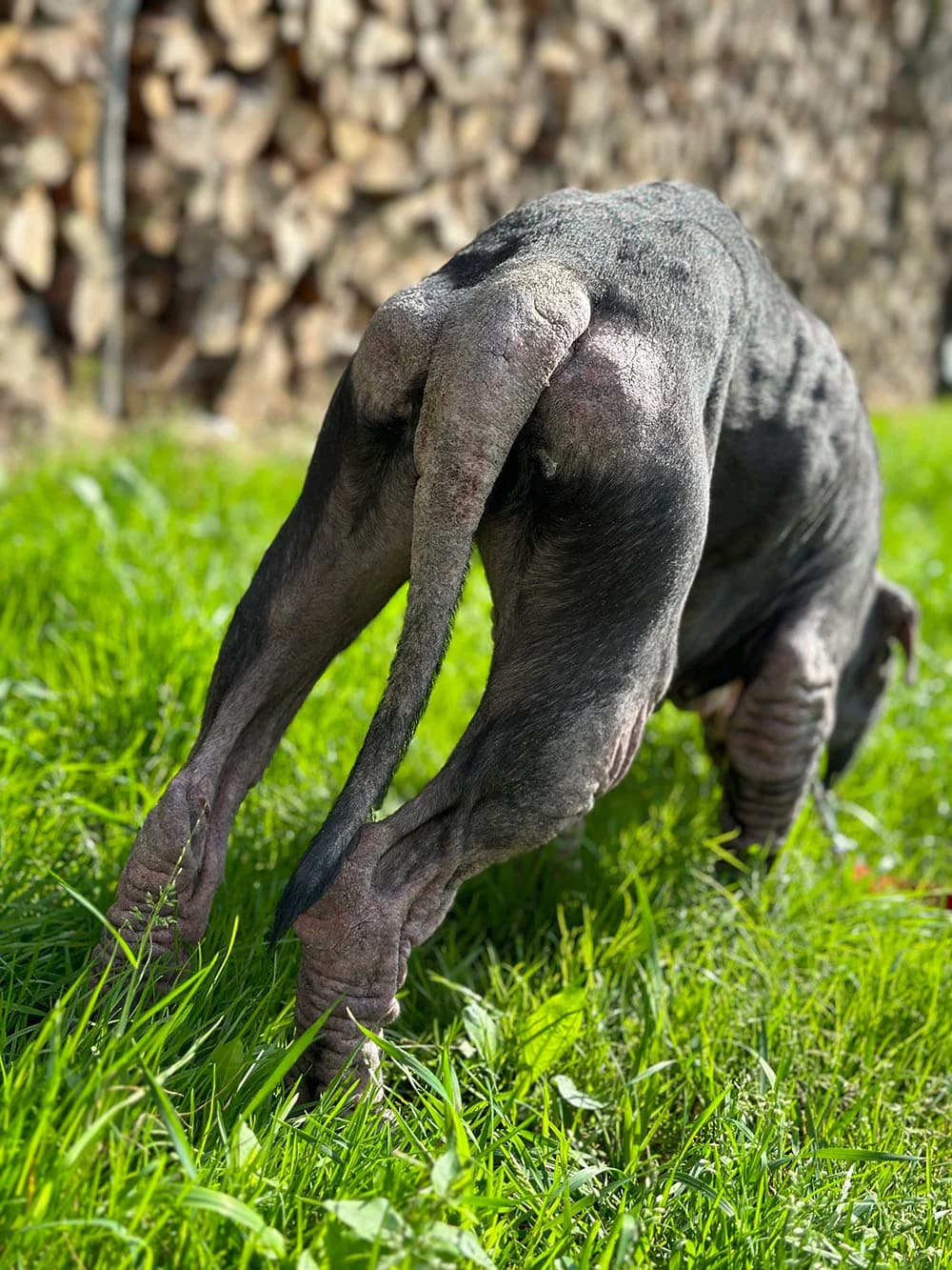 MIA, female American Staffordshire Terrier for adoption at Fundacja AST (Adoptuj Staffa i Teriera) — photo 2 of 8