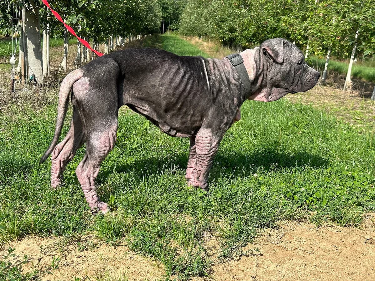 MIA, female American Staffordshire Terrier for adoption at Fundacja AST (Adoptuj Staffa i Teriera) — photo 3 of 8