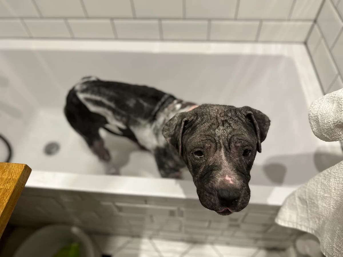 MIA, female American Staffordshire Terrier for adoption at Fundacja AST (Adoptuj Staffa i Teriera) — photo 4 of 8