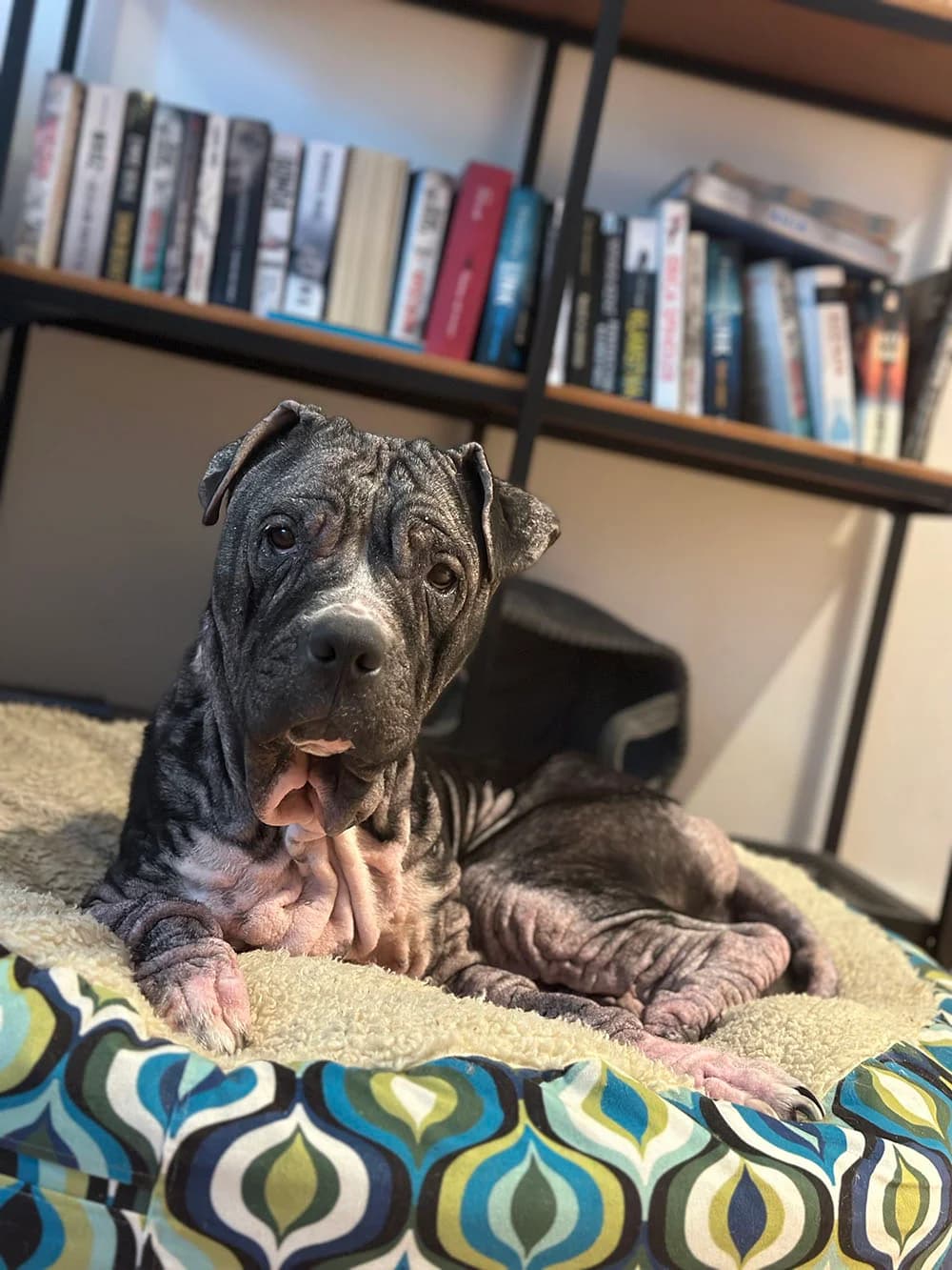 MIA, female American Staffordshire Terrier for adoption at Fundacja AST (Adoptuj Staffa i Teriera) — photo 5 of 8