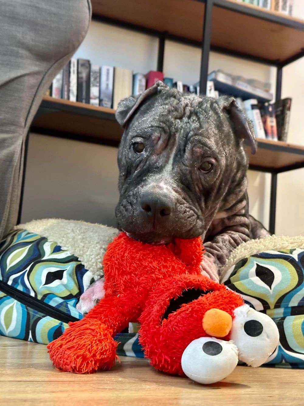 MIA, female American Staffordshire Terrier for adoption at Fundacja AST (Adoptuj Staffa i Teriera) — photo 6 of 8