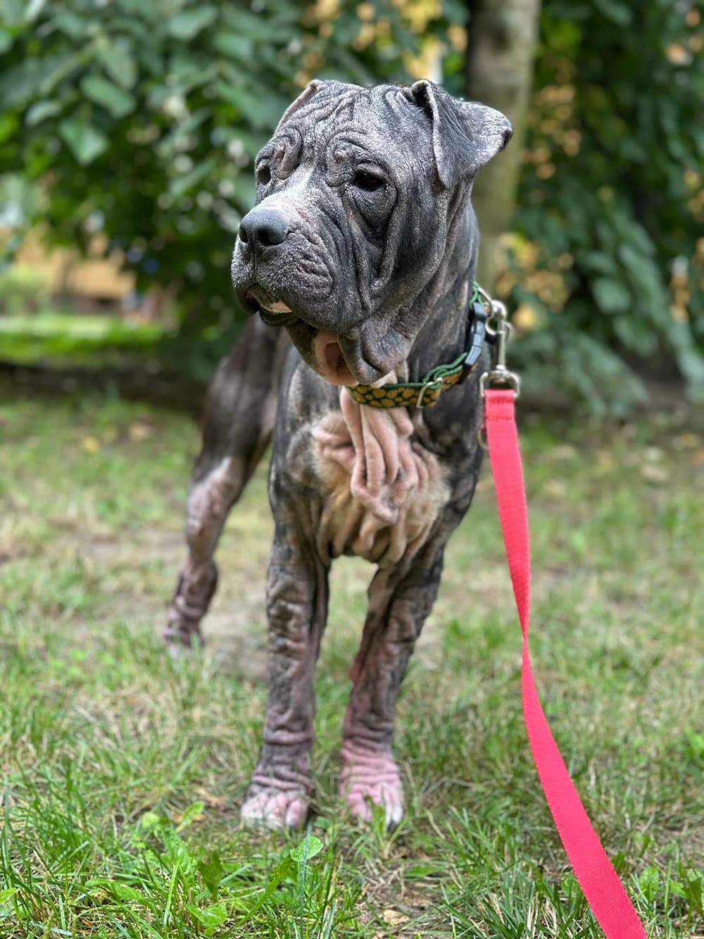 MIA, female American Staffordshire Terrier for adoption at Fundacja AST (Adoptuj Staffa i Teriera) — photo 7 of 8