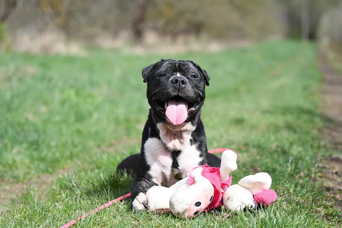 MIA, female American Staffordshire Terrier for adoption at Fundacja AST (Adoptuj Staffa i Teriera) — photo 8 of 8