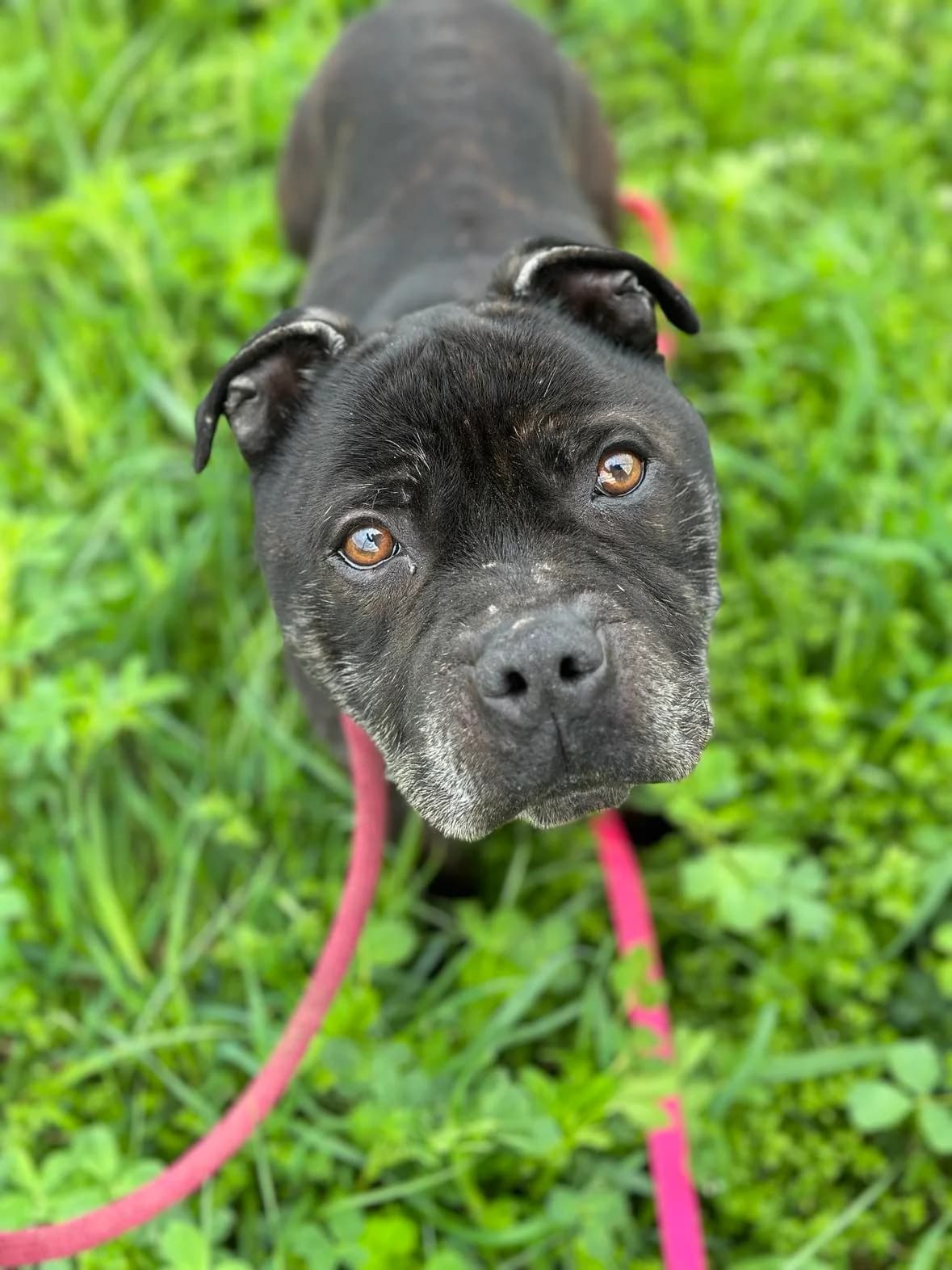 TJ, young Staffordshire Bull Terrier for adoption at Fundacja AST (Adoptuj Staffa i Teriera)