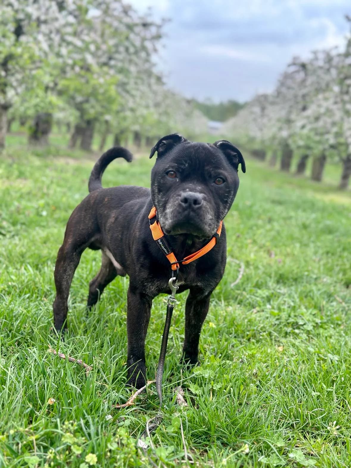 TJ,  Staffordshire Bull Terrier for adoption at Fundacja AST (Adoptuj Staffa i Teriera) — photo 2 of 8